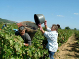 les vendanges de Nana 